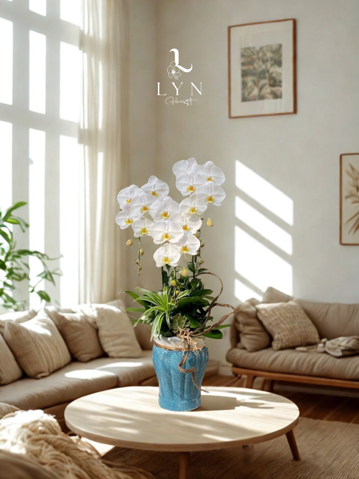 Chậu Hoa Lan Hồ Điệp Trắng V3